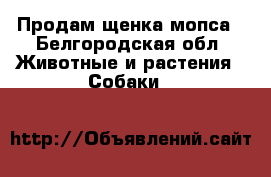 Продам щенка мопса - Белгородская обл. Животные и растения » Собаки   